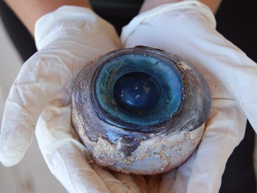Florida, trovato un occhio gigante sulla spiaggia