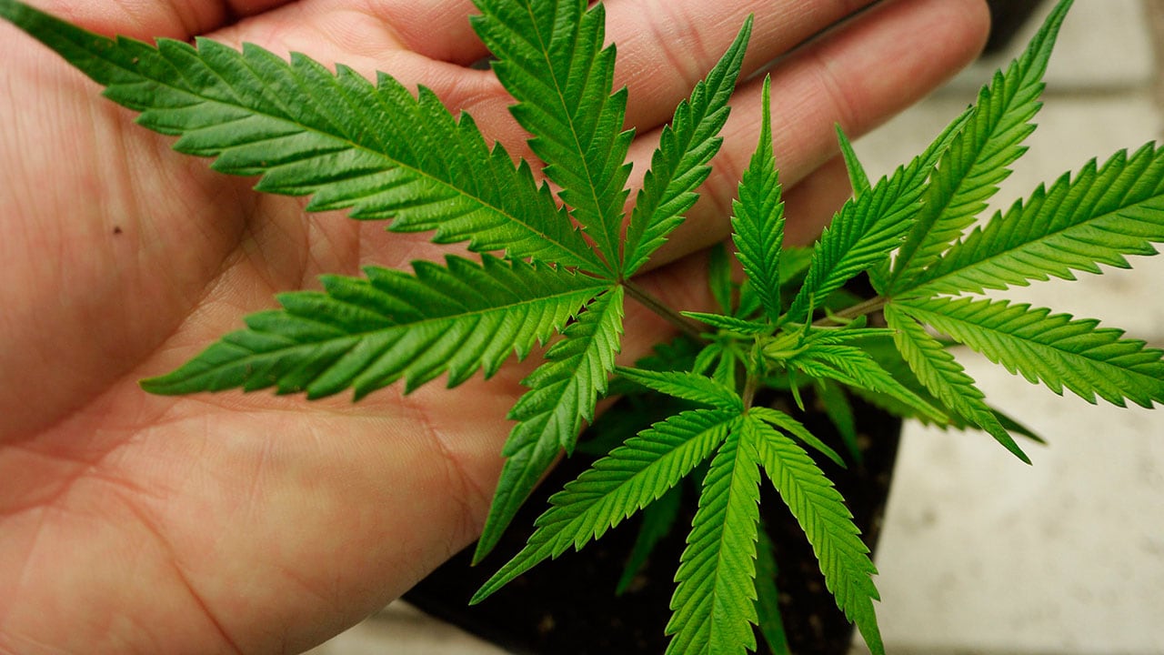 Lecce come Amsterdam: apre il terzo negozio di cannabis