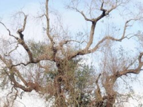 Xylella, l'Italia deferita dalla Ue: "Non ha impedito la diffusione del batterio"