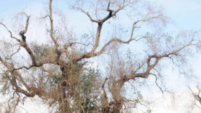 Xylella, l'Italia deferita dalla Ue: "Non ha impedito la diffusione del batterio"