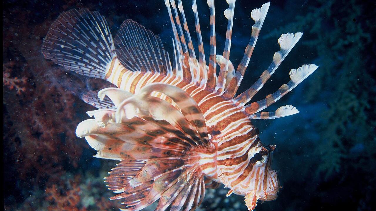 Questa specie aliena ha raggiunto le coste italiane. La sua puntura può essere molto dolorosa