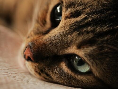 Al cinema "Kedi - La città dei gatti", una dichiarazione d'amore