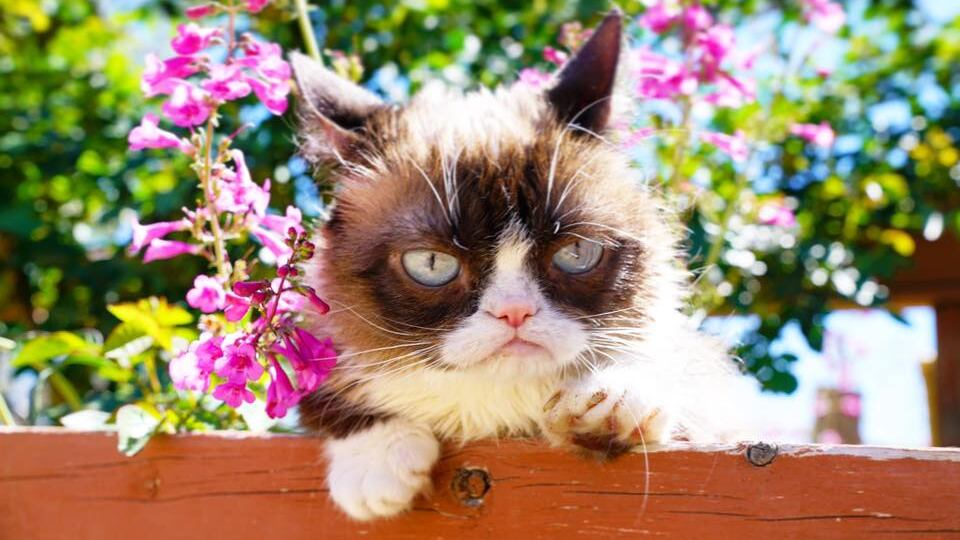 L'ultimo graffio di "Grumpy" la gatta con il broncio d'oro