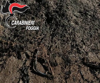 Cerignola, bruciavano i rifiuti in campagna: tre denunce 7