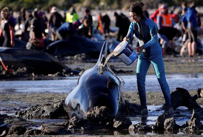 Decine di balene spiaggiate. Ora si rischia la strage 10