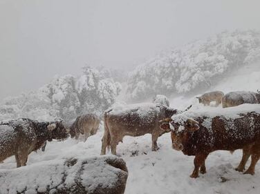 Freddo e neve, in Sardegna si stringe la morsa del gelo 4