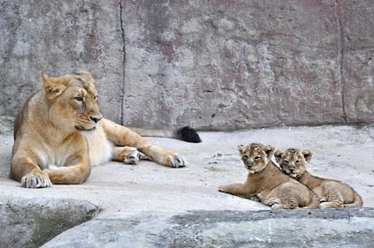 Bioparco di Roma sono nati due leoncini asiatici 4