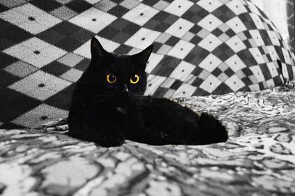 Gatto nero, foto 42