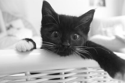 Gatto nero, foto 43
