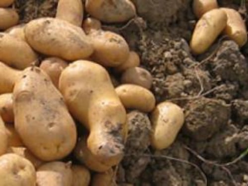 La patata italiana batte quella straniera