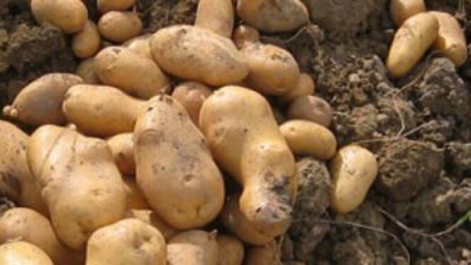 Truffava vendendo patate