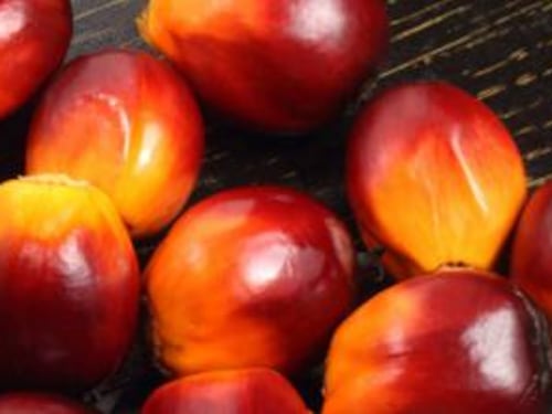 Iucn: "L'olio di palma decima le specie, ma vietarlo è inutile"