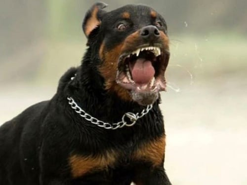 Va in campagna a raccogliere frutta e viene sbranato da due rottweiler: morto un 72enne nel Salento