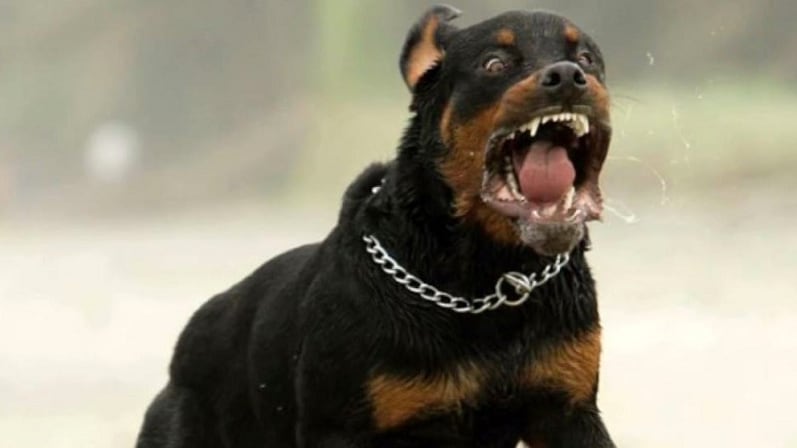 Bimba azzannata al volto dal cane, momenti di paura ad Avellino