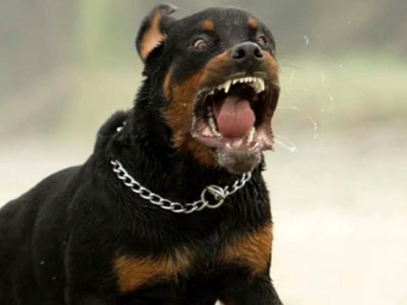Va in campagna a raccogliere frutta e viene sbranato da due rottweiler: morto un 72enne nel Salento