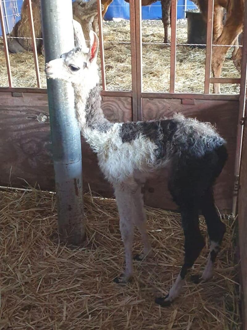 I cuccioli nati nel circo in tour in Puglia 2