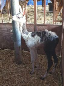 I cuccioli nati nel circo in tour in Puglia 2