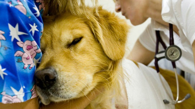 Lombardia, cani in ospedale. Possono far visita al padrone