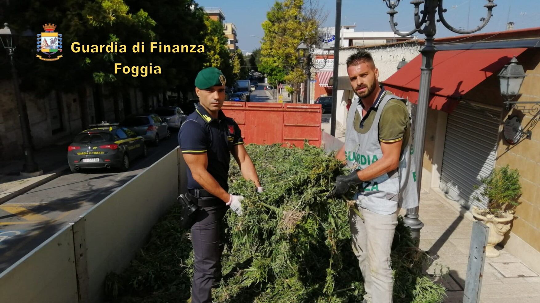 Quella vasta piantagione di marijuana a Cerignola: 13mila piante per un giro di affari di 4 milioni di euro