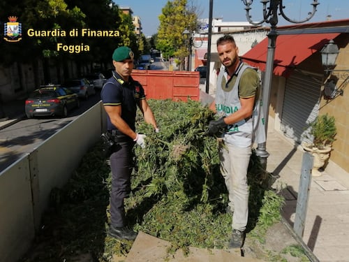 Quella vasta piantagione di marijuana a Cerignola: 13mila piante per un giro di affari di 4 milioni di euro