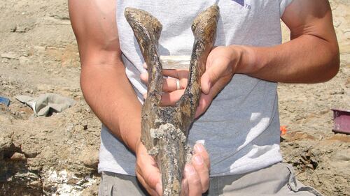 Scoperti in Argentina i resti del dinosauro da record 3
