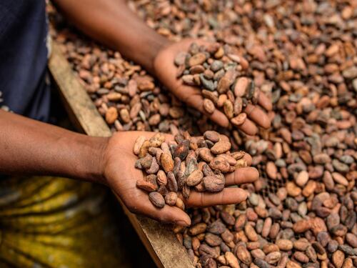 Alimenti, Icam presenta bilancio di sostenibilità 2025: la filiera del cacao che crea valore