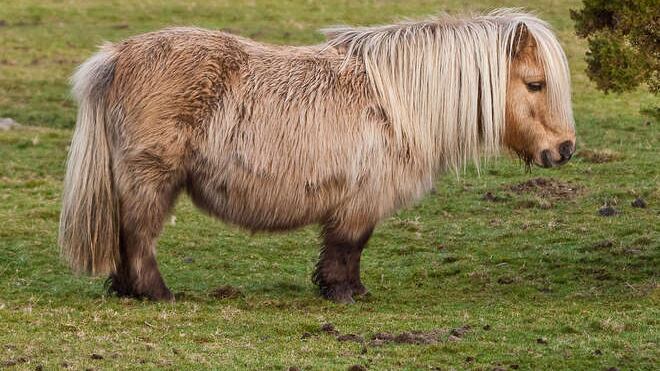 "Violentò un pony Shetland": a processo 44enne inglese
