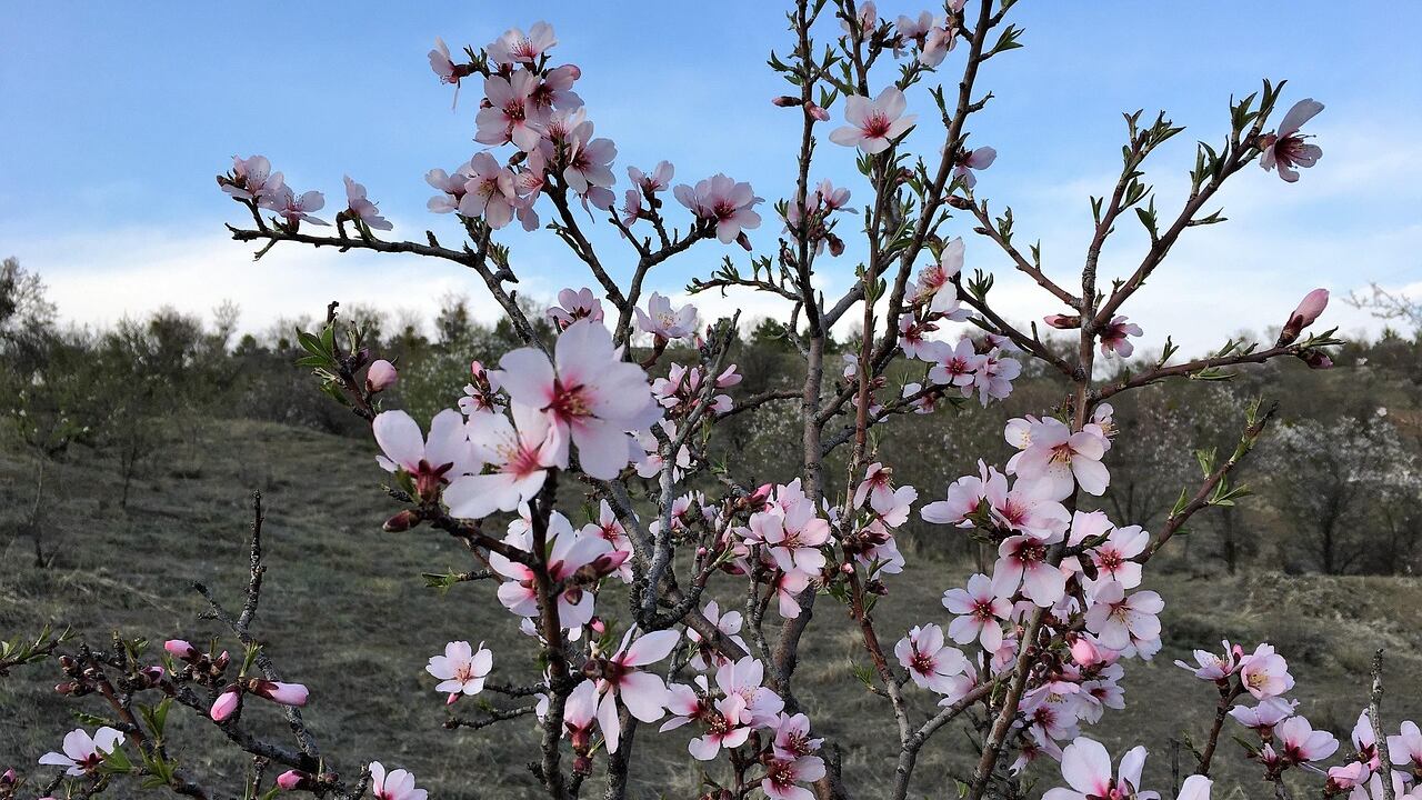 Primo assaggio primaverile: dove si toccheranno i 20°C