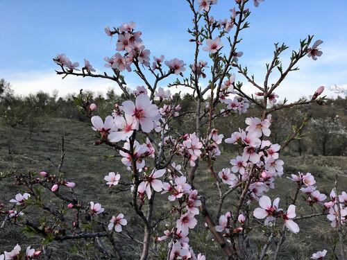 Primo assaggio primaverile: dove si toccheranno i 20°C