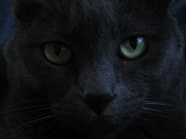 Gatto nero, foto 20