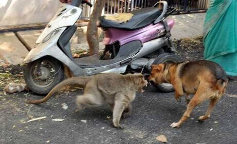 India, il macaco adotta il cagnolino 7