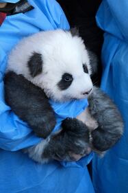 Lo zoo di Berlino presenta due cuccioli di panda giganti "Meng Yuan" e "Meng Xiang" 4