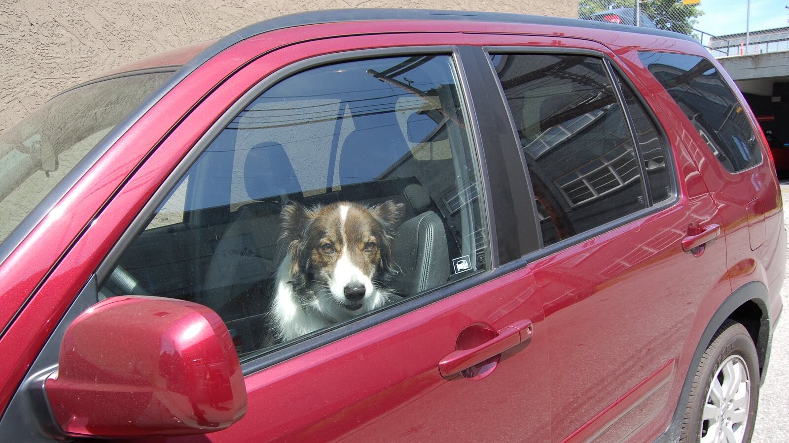 Lascia il cane in auto con un foglio: "Non rompete il vetro per aiutarlo"