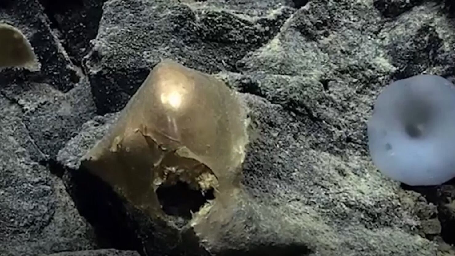 Quel misterioso "uovo d'oro" trovato sui fondali dell'Alaska