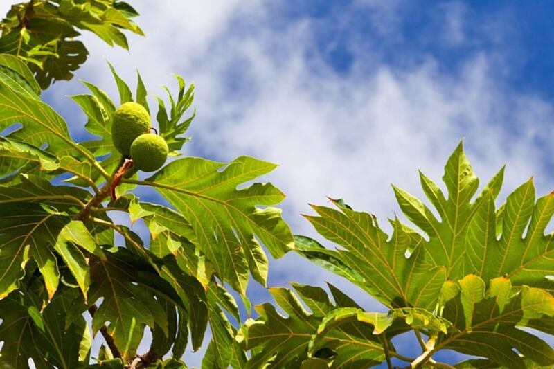 Albero del pane