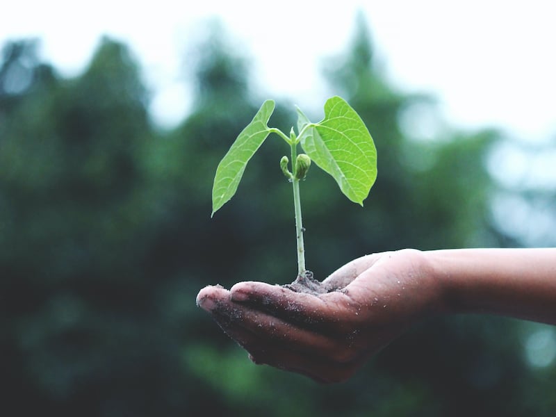Il “tempo del creato” dà senso all’ecologia