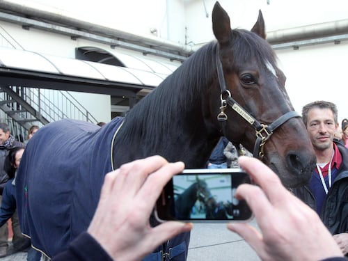 Il cavallo che sussurra agli uomini