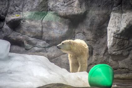 Orso polare in Brasile 5