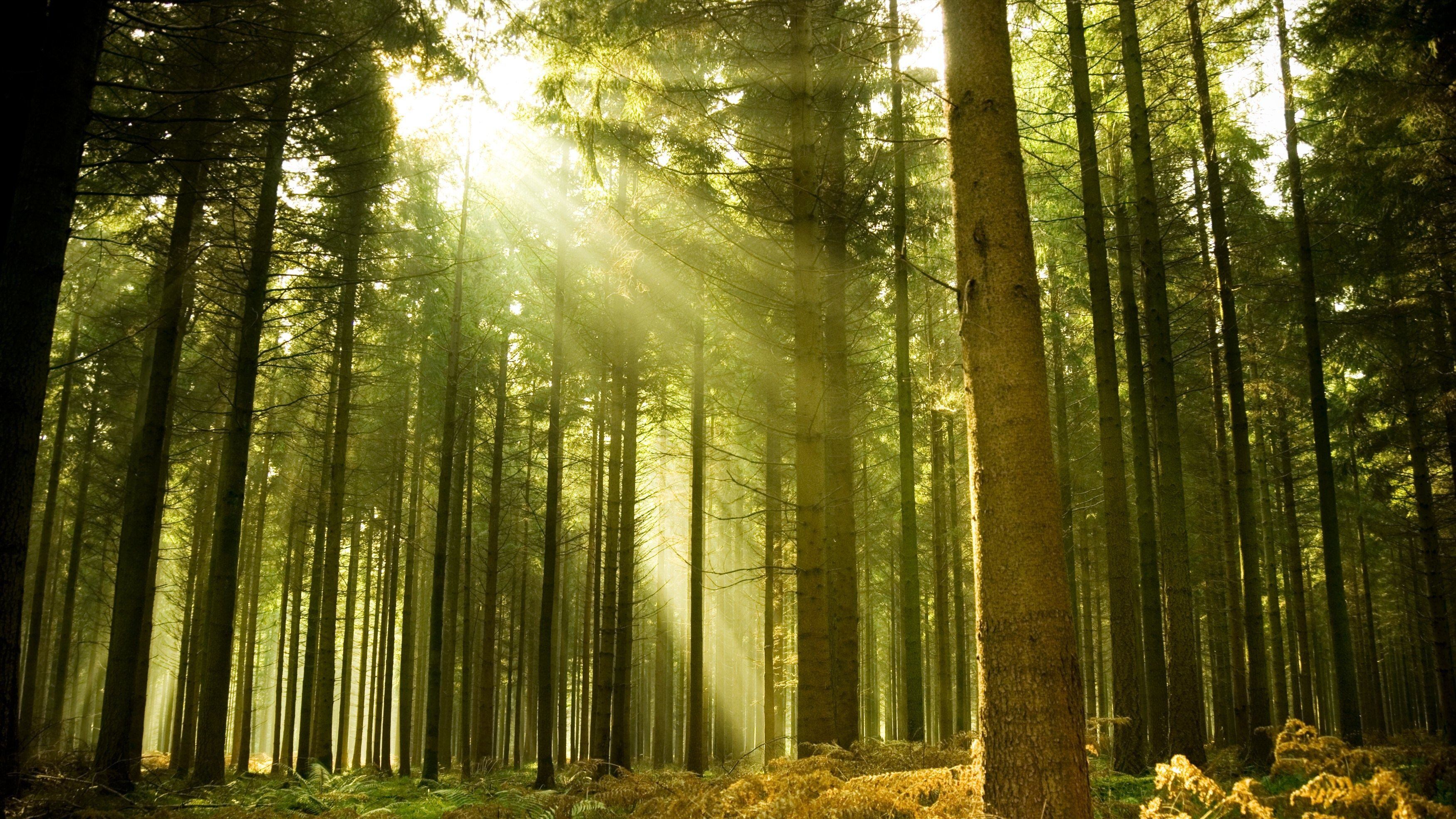 Se vale tutto il passo successivo è innamorarsi di un albero