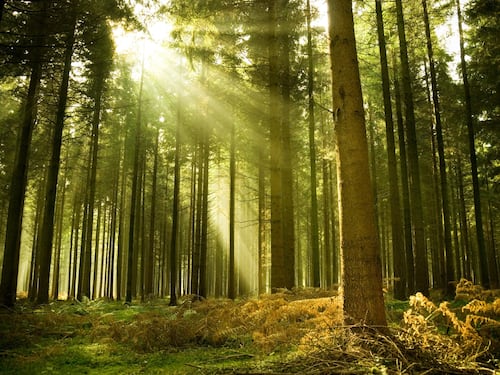 Se vale tutto il passo successivo è innamorarsi di un albero