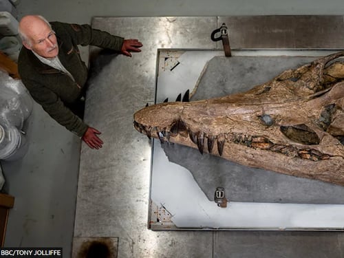 La testa di un mostro marino scoperta in Gran Bretagna. Gli scienziati: "Ritrovamento unico"