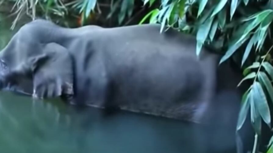 No, la storia dell'elefante non è andata come hanno raccontato
