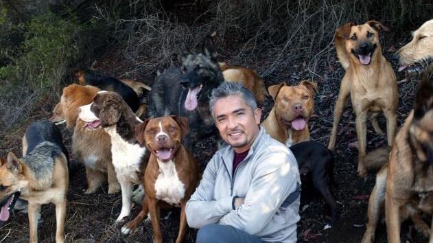 Quello psicologo per cani sembra un cane di psicologo
