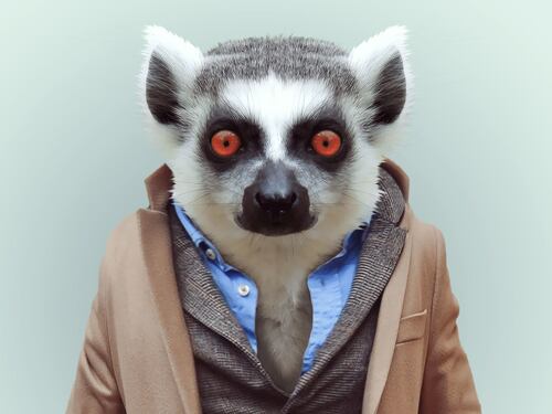 Avete mai visto animali vestiti da esseri umani?