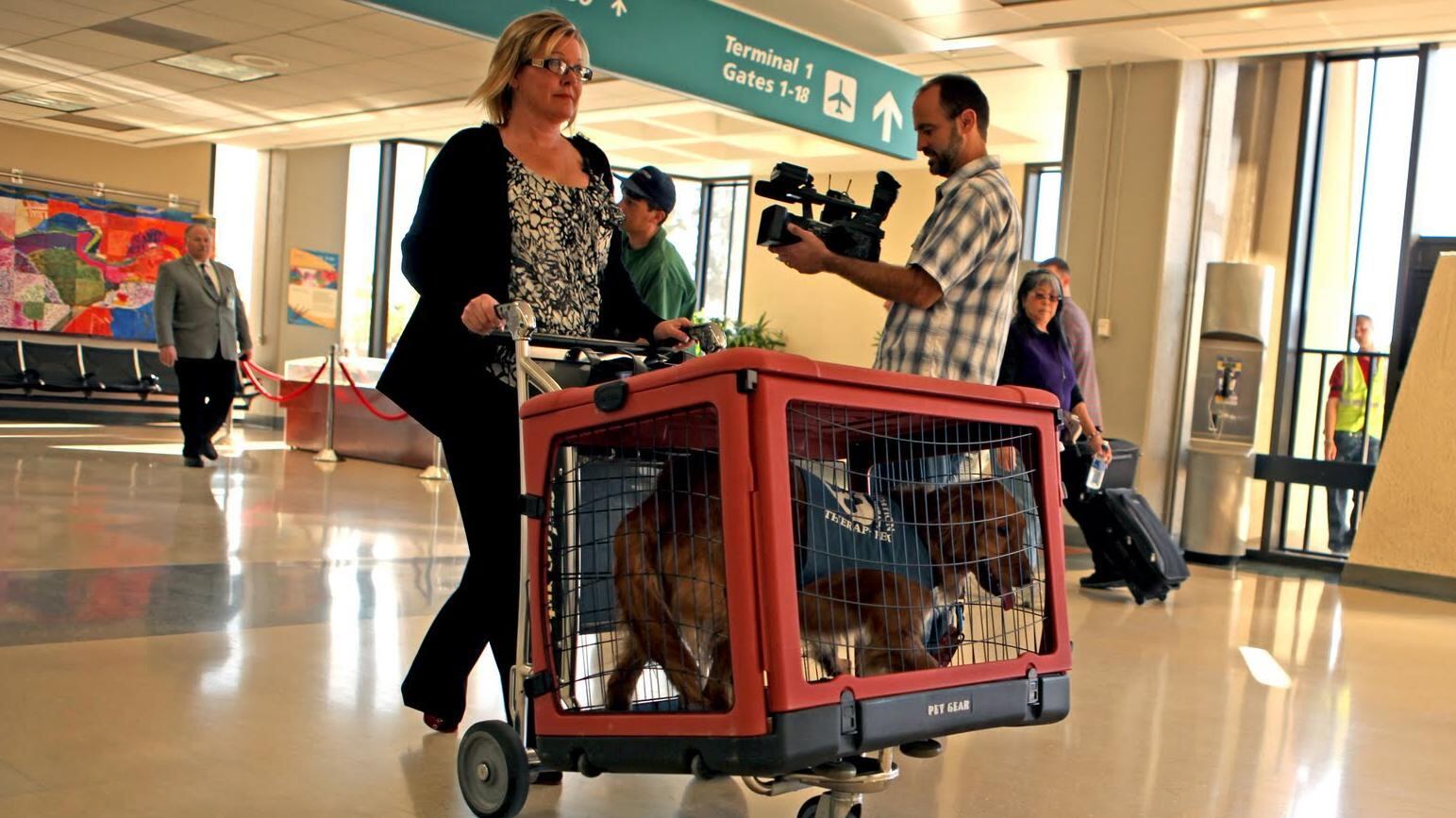 Nuove leggi per cuccioli in viaggio e in condominio