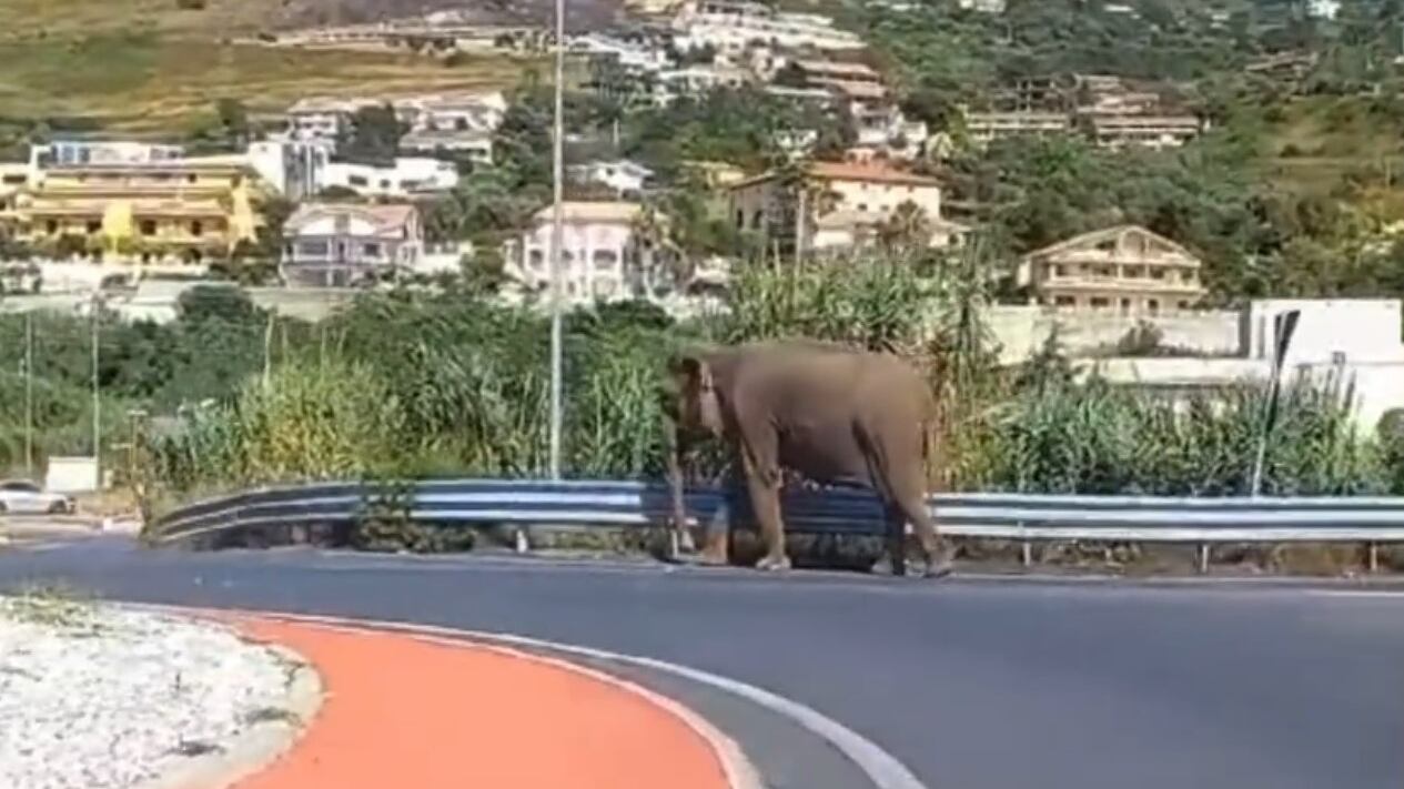 Cosenza, elefante scappa dal circo e passeggia per strada: sorpresa per gli automobilisti