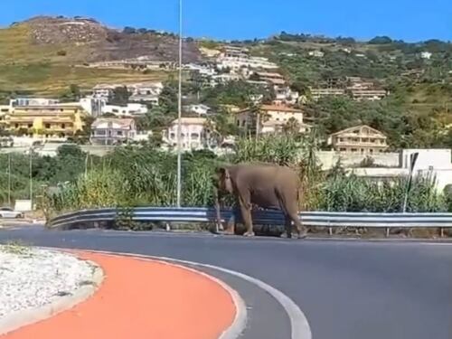Cosenza, elefante scappa dal circo e passeggia per strada: sorpresa per gli automobilisti