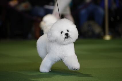 Cani bellissimi, e padroni molto orgogliosi 1