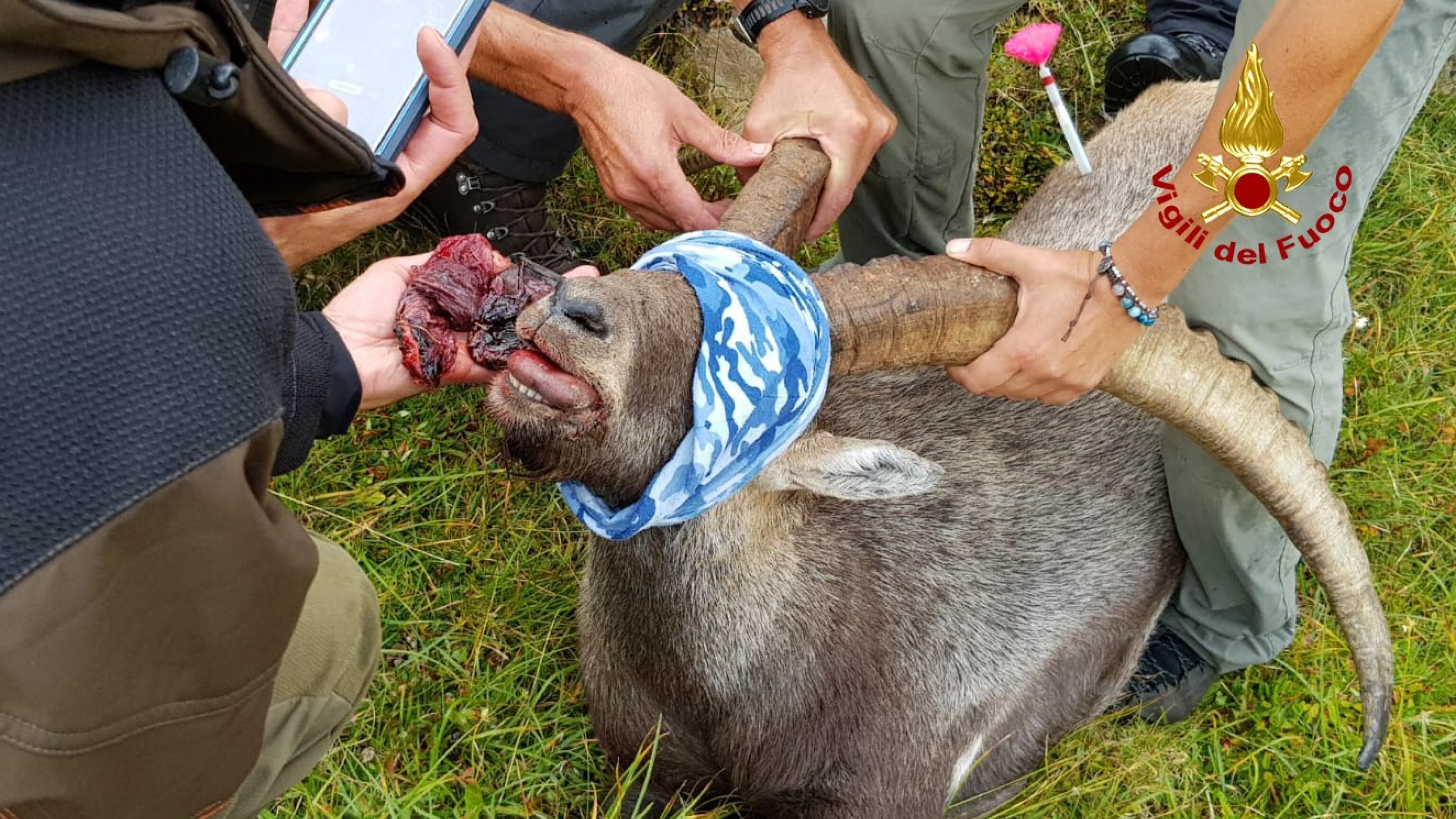 Latta di tonno ingoiata: stambecco rischia la morte