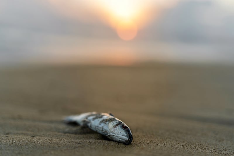 microplastiche 2